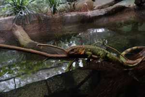 SINGAPORE ZOO (218)